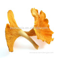 Wild dried mushroom chanterelle with wholesale prices